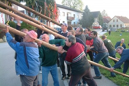 Mit kräftigem  "Ho-Ruck"  wurde die große Fichte aufgestellt