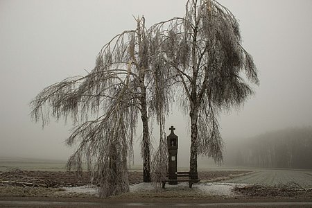 Die Birken beim Wolfsmarterl nahmen starken Schaden.