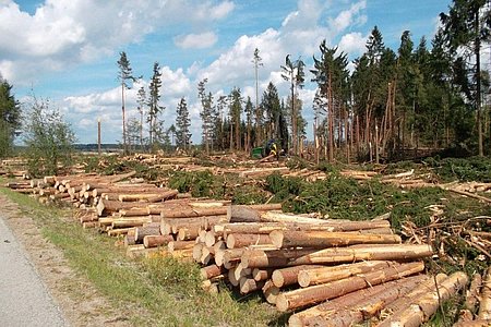 Die Aufräumungsarbeiten sind schon im Gange: der Wald zwischen Walterschlag und Sallingstadt.