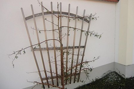 Viele Obstbäume, so auch dieser Spalier, blieben kahl und abgeschält zurück.