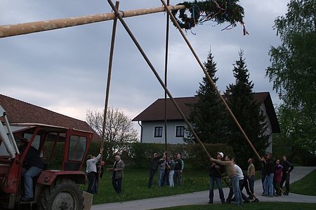 Der Baum wird aufgestellt.