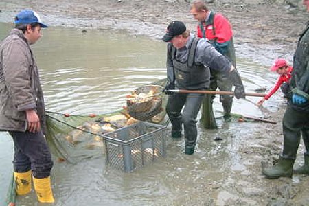 Die Fischereibetreiber und Helfer bei der schweren Arbeit