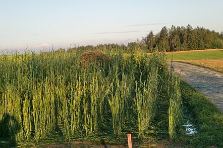 Ein zerstörtes Maisfeld, in dem auch ein Strohballen landete