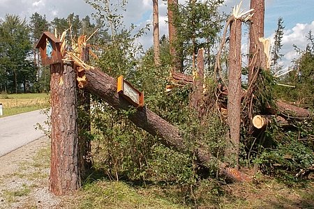 Der Bildstock in den Föhren hielt dem Unwetter eigentlich stand: Die Statue und auch das Bild sind unversehrt, wie immer man das deuten möge!