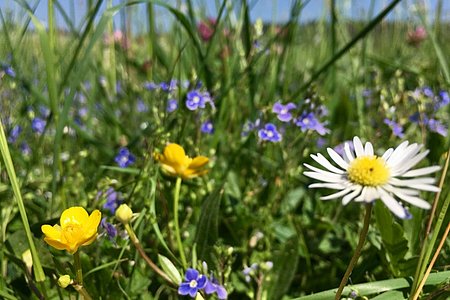 Auch in den Wiesen ein buntes Farbenmeer.